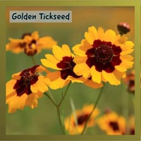 Golden Tickseed